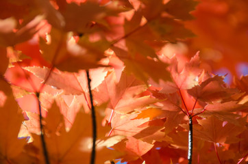 Crimson Maple Leaves Exhibiting the Elegance of Autumn