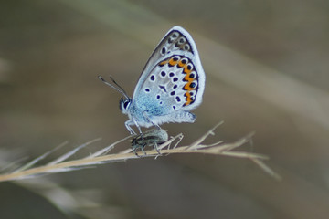 Makroaufnahme eines Hauhechel-Bläuling Schmetterling (Polyommatus icarus) auf einem Käfer sitzend