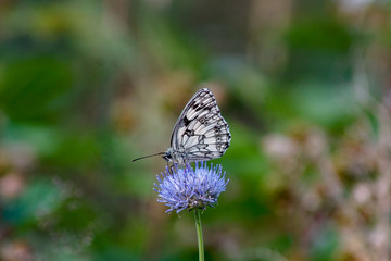 Makroaufnahme eines Schachbrett Schmetterling auf einer  blauen Blüte