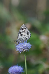 Makroaufnahme eines Schachbrett Schmetterling auf einer  blauen Blüte