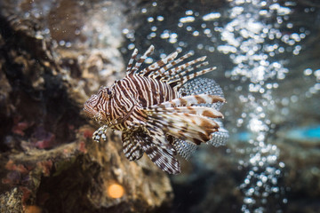 Red Lionfish
