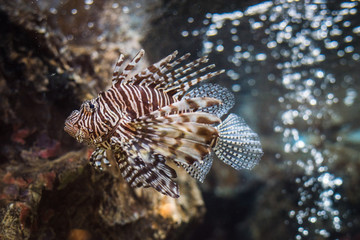 Red Lionfish
