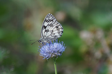 Makroaufnahme eines Schachbrett Schmetterling auf einer  blauen Blüte