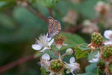 Makroaufnahme eines  Hauhechel Bläuling Schmetterling (Polyommatus icarus) auf einer Brombeer Blüte