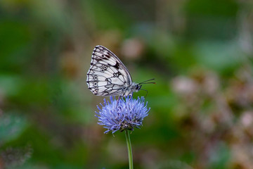 Makroaufnahme eines Schachbrett Schmetterling auf einer  blauen Blüte