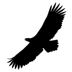 Silhouette of a sea eagle