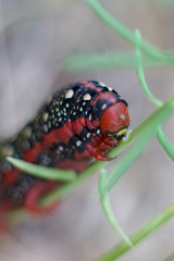 Makro einer Raupe vom  Wolfsmilchschwärmer (Hyles euphorbiae) beim Fressen eines Halmes