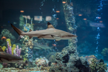 Blacktip Shark
