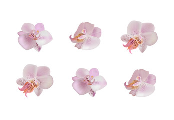 Vector illustration with gentle orchids.