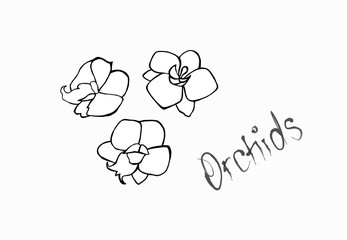 Vector ilustration with orchids.