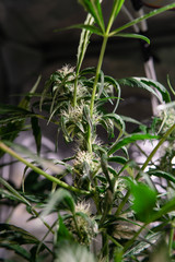 Obraz premium Flowering marijuana in closeup. Medical strains of cannabis. Instagram resolution