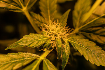 Cannabis flowering buds before harvest. THC Trichomes in details