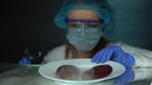 Lab assistant examining swine kidneys with magnifying glass, nutritional quality