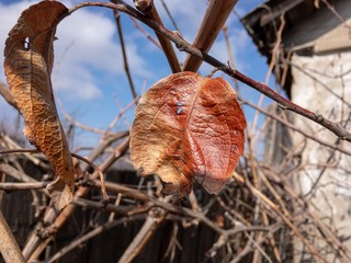 dry leaf at spring in the forest