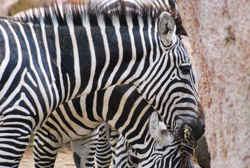 Close-up of zebras while eating