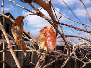 dry leaf at spring