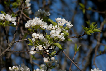 apple blossom