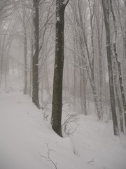 Bosco di faggio (Fagus sylvatica) d'Inverno con nevicata