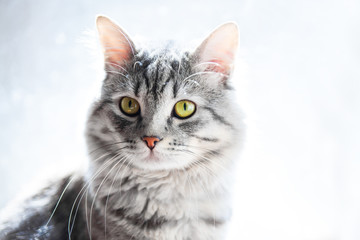 Funny large longhair gray tabby cute kitten with beautiful yellow eyes. Pets and lifestyle concept. Lovely fluffy cat.