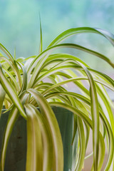 Chlorophytum, indoor potted plant, close-up blue background - image