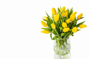 Beautiful yellow tulips with leaves isolated on white background. Spring flowers and plants.Holiday backgrounds