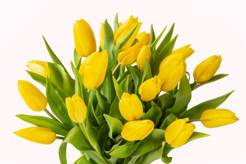 Beautiful yellow tulips with leaves isolated on white background. Spring flowers and plants.Holiday backgrounds