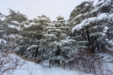 Cedar forest under snow in winter
