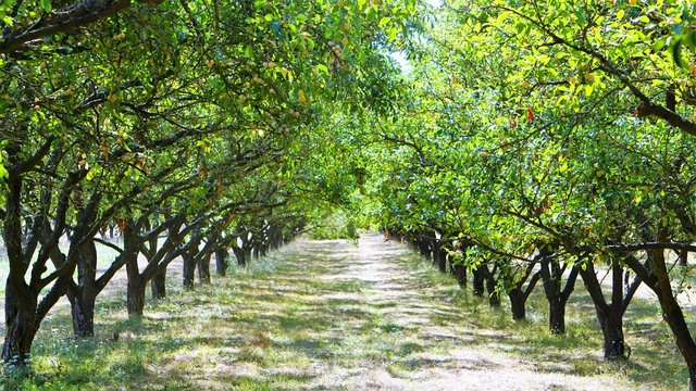 All&eacute;e d'arbres fruitiers dans un verger de mirabelliers