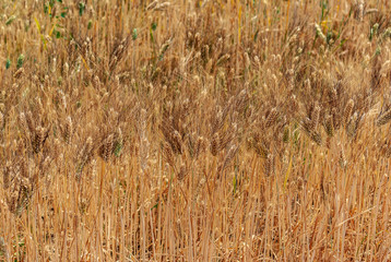 Campo di grano a giugno