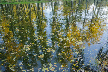 Autumn trees with yellow leaves in the reflection of water