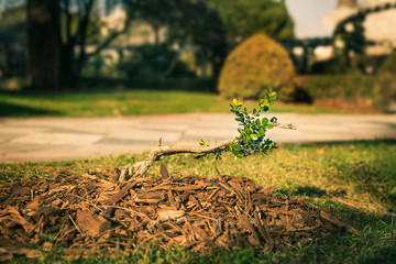 young plant  growing in springtime  with sunlight