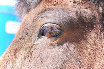 Ranch horse feeding