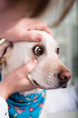 Veterinarian examining dog's eye