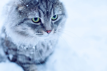 Lovely fluffy cat with big beautiful eyes walking on fresh white deep snow, outdoors. Gray cute kitten walks in winter park on a cold snowy winter day. Seasons, pets concept.