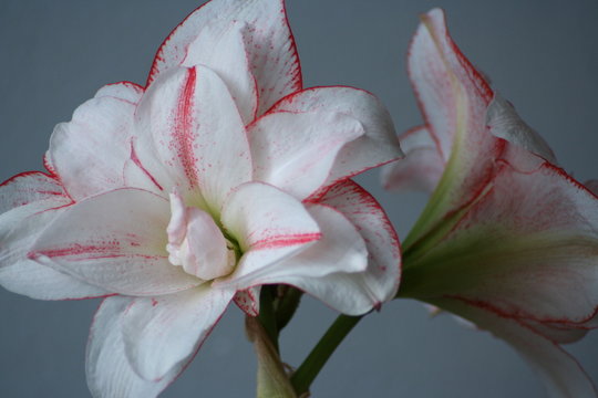 Hippeastrum Amaryllis Amadeus