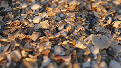 shell on the beach