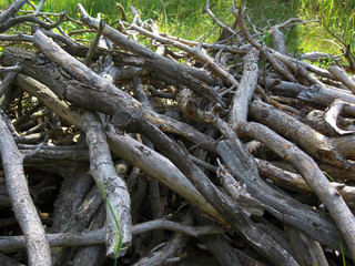 Hill of old wood branches collected in the forest
