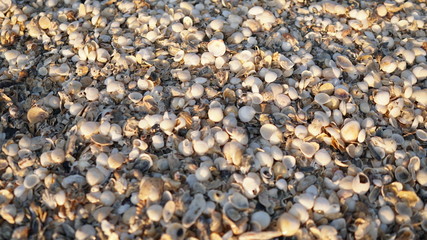 pebbles on the beach