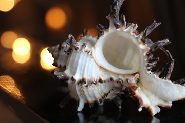 Shells on vacation in the summer at sea