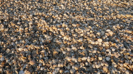 shell on the beach