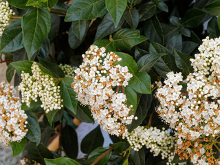 Viburnum tinus - Cyme de fleur rosées et blanches du laurier-tin au printemps