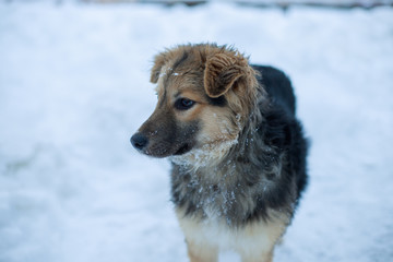 Lovely fluffy dog with big dark beautiful eyes walking on fresh white deep snow, outdoors. Dog walks in winter park on a cold snowy winter day. Seasons, pets concept.