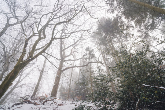 Misty forest in the winter with tall trees