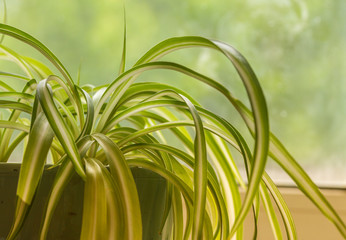 Chlorophytum, indoor potted plant, close-up sunny day - image
