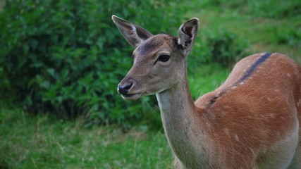 Hirschkuh - Reh - Wildtiere
