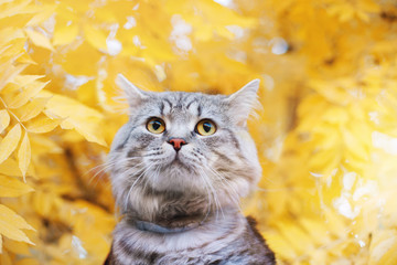 Lovely fluffy cat on background of golden leaves in the park. Gray cute kitten in fall forest....