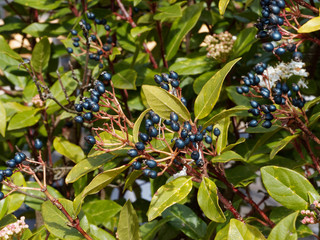 Obraz premium Viburnum tinus - Baies ou drupes de couleur noir-bleuâtre et luisantes du laurier-tin au printemps