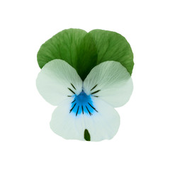 top view on isolated flower on white background