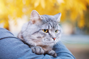 Man holding and hug his lovely fluffy cat. Boy and his gray cute kitten walking together outdoor on...