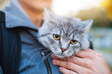 Man in the park holding and warm under jacket his lovely fluffy cat. Boy and his gray cute kitten...